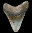 Bargain, Megalodon Tooth - North Carolina #80832-1